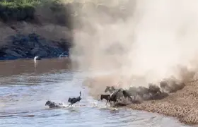 Maasai Mara: The Ultimate Safari Experience for Corporate Retreats & Luxury Travel in Kenya